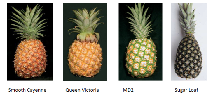 schermata-2013-10-14-alle-17-57-56ananas.png