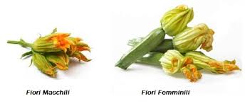 zucca fiori